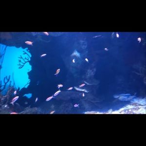 Meet your Posher, Ali